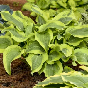 Hosta Atlantis Live Plant – 5.25