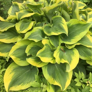 Hosta Atlantis Live Plant – 5.25" Pot – Perennial Shade – Bright & Colorful - Image 1