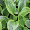 Hosta 'Avocado Toast' Live Plant, 5.25" Pot, Well-Rooted Perennial for Shade - Image 1