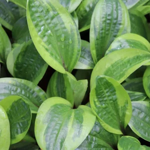 Hosta 'Avocado Toast' Live Plant, 5.25" Pot, Well-Rooted Perennial for Shade - Image 1