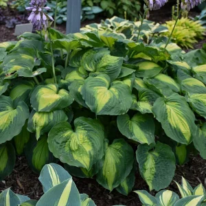 Hosta Beyond Glory Live Plant – 5.25" Pot – Perennial Shade Plant - Image 2