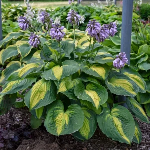Hosta Beyond Glory Live Plant – 5.25