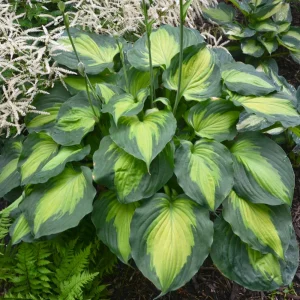 Hosta Beyond Glory Live Plant – 5.25" Pot – Perennial Shade Plant - Image 1