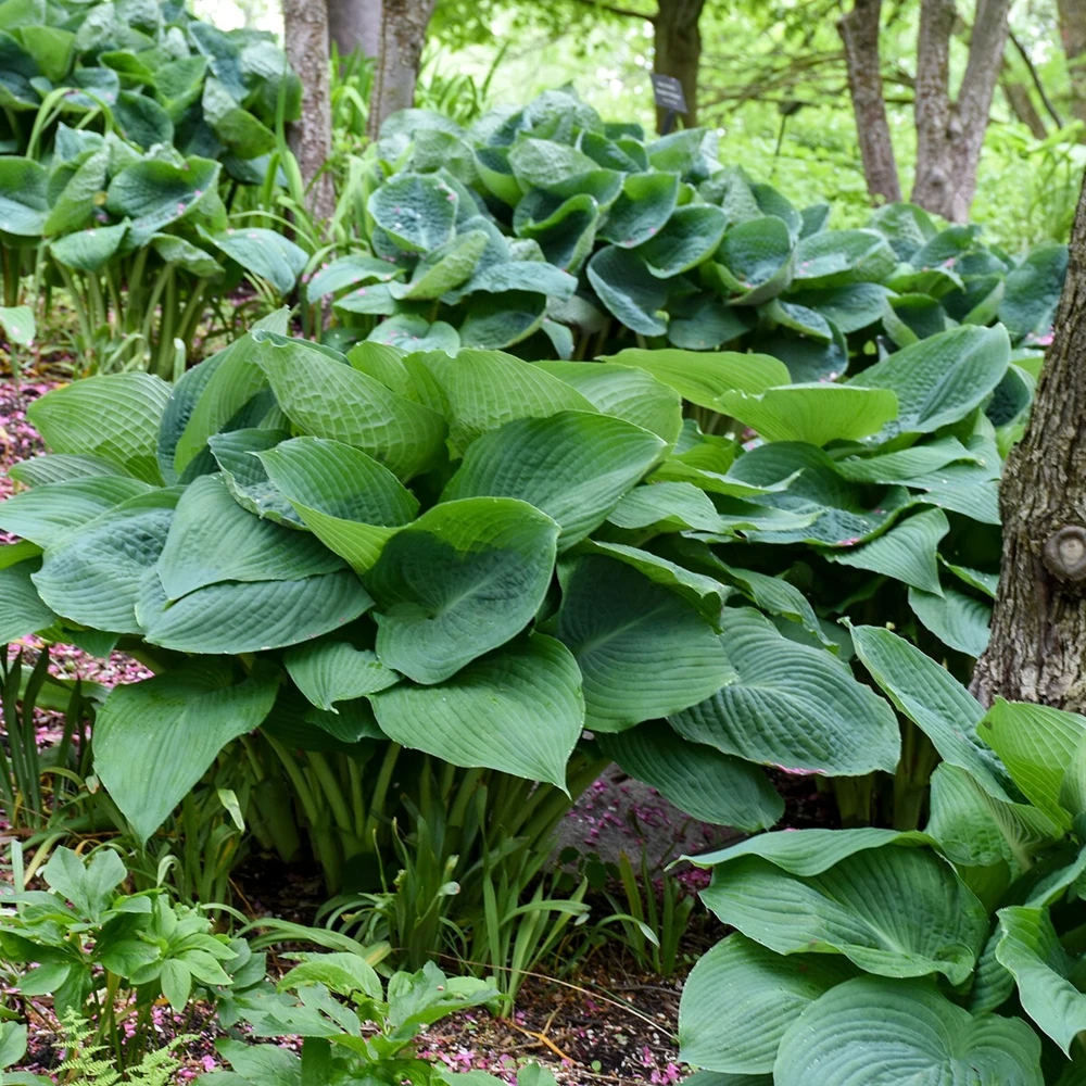 Hosta Big Daddy Live Plant – 5.25" Pot Perennial Shade Plant – Outdoor - Image 2