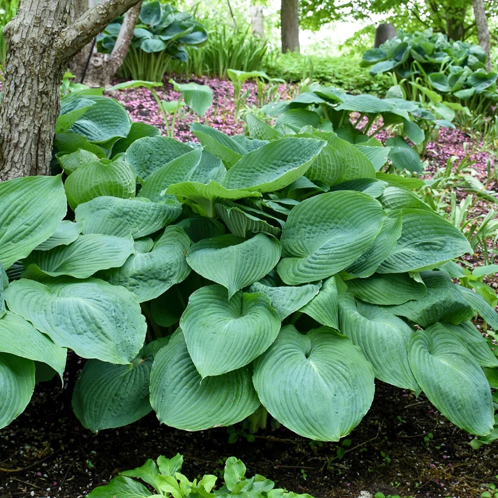 Hosta Big Daddy Live Plant – 5.25" Pot Perennial Shade Plant – Outdoor - Image 3