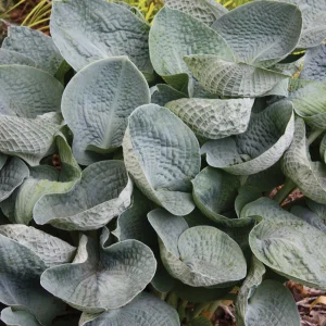 Hosta Big Daddy Live Plant – 5.25