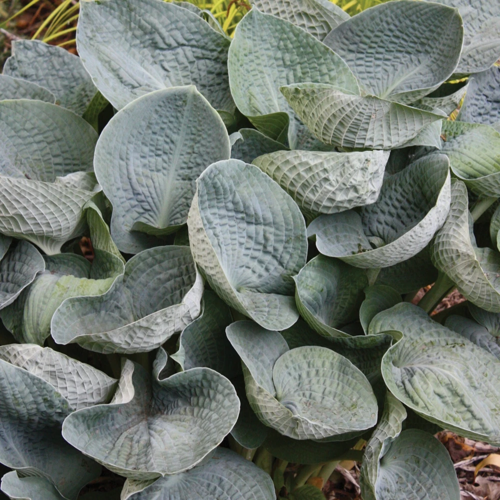 Hosta Big Daddy Live Plant – 5.25" Pot Perennial Shade Plant – Outdoor - Image 1
