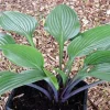Hosta 'Black Light' Live Plant – 5.25" Pot – Perennial Shade Plant - Image 1