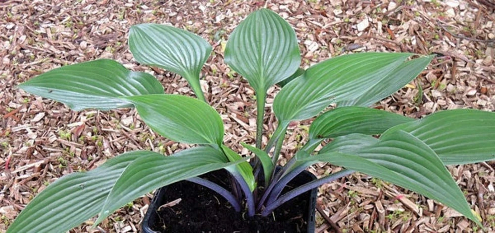 Hosta 'Black Light' Live Plant – 5.25" Pot – Perennial Shade Plant - Image 1