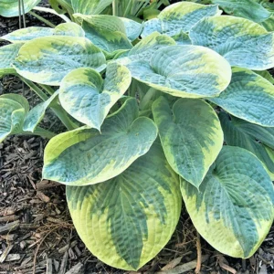 Hosta Blueberries and Cream Live Plant – 5.25