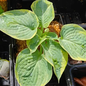 Hosta Blueberries and Cream Live Plant – 5.25