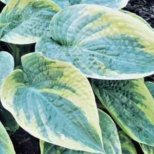 Hosta Blueberries and Cream Live Plant – 5.25