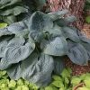 Hosta Bluebigwa Live Plant - 5.25 inch Pot, Well-Rooted Perennial Shade Plant - Image 1