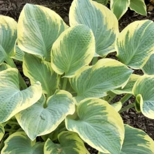 Hosta Breakwater Live Plant – 5.25 inch Pot – Well Rooted Perennial Shade Plant - Image 2