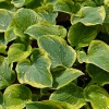 Hosta Breakwater Live Plant – 5.25 inch Pot – Well Rooted Perennial Shade Plant - Image 1