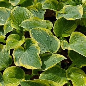 Hosta Breakwater Live Plant – 5.25 inch Pot – Well Rooted Perennial Shade Plant - Image 1