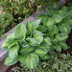 Hosta Brother Stefan Live Plant – 5.25