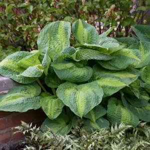 Hosta Brother Stefan Live Plant – 5.25