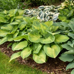 Hosta Brother Stefan Live Plant – 5.25