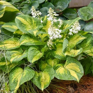 Hosta Brother Stefan Live Plant – 5.25