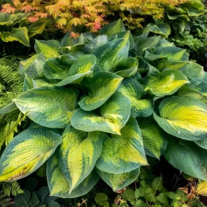 Hosta Brother Stefan Live Plant – 5.25