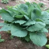 Hosta Brutus Live Plant – Perennial Shade Plant – 5.25" Pot - Image 1