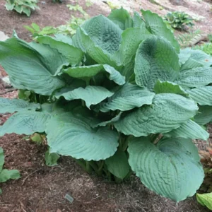 Hosta Brutus Live Plant – Perennial Shade Plant – 5.25" Pot - Image 1