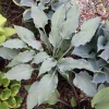 Hosta Buttonwood Bay Live Plant – 5.25" Pot – Well-Rooted Perennial Shade Plant - Image 1