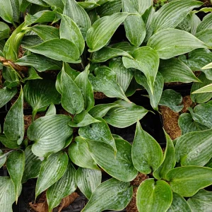 Hosta Chicago Blues Live Plant – 5.25" Pot – Well Rooted Perennial – Shade - Image 2