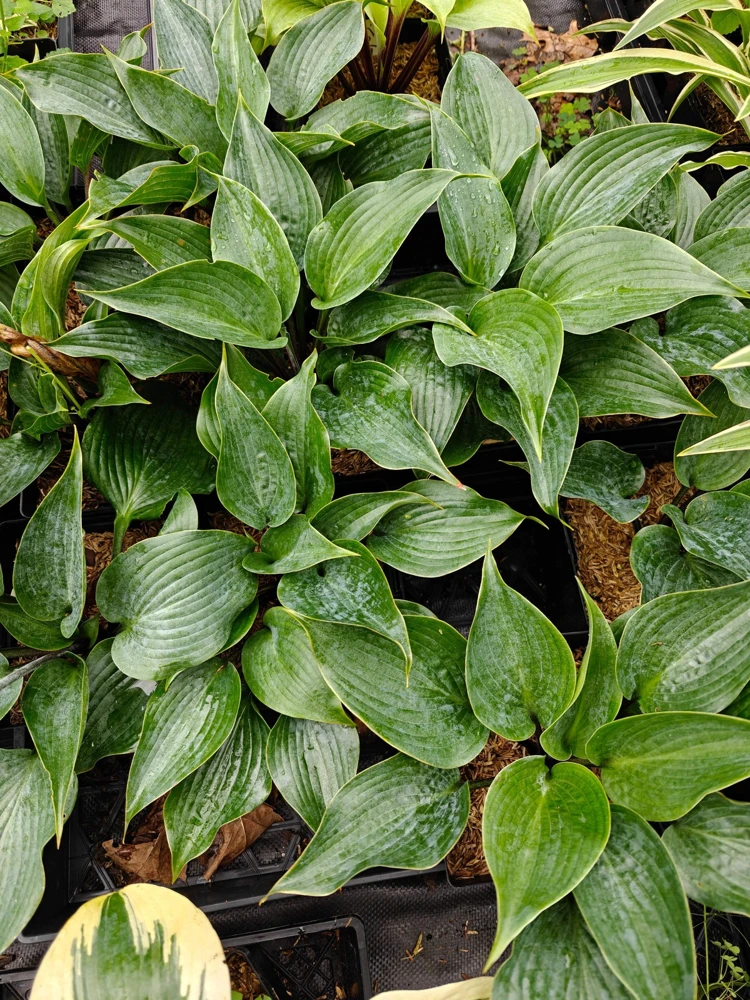 Hosta Chicago Blues Live Plant – 5.25" Pot – Well Rooted Perennial – Shade - Image 2