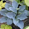 Hosta Chicago Blues Live Plant – 5.25" Pot – Well Rooted Perennial – Shade - Image 1