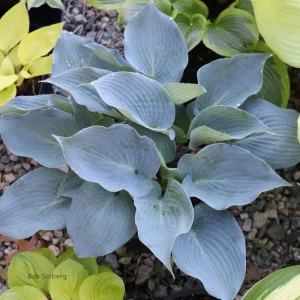 Hosta Chicago Blues Live Plant – 5.25" Pot – Well Rooted Perennial – Shade - Image 1