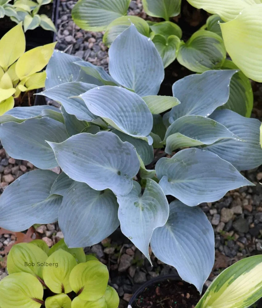 Hosta Chicago Blues Live Plant – 5.25" Pot – Well Rooted Perennial – Shade - Image 1