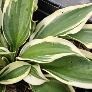 Hosta Cosmic Dew Live Plant – 5.25