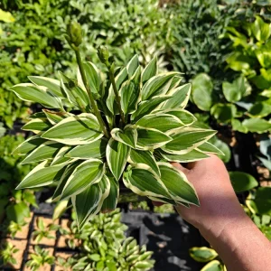 Hosta Cosmic Dew Live Plant – 5.25