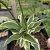 Hosta Cosmic Dew Live Plant – 5.25" Pot – Well Rooted Perennial Shade Plant - Image 1