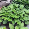 Hosta Crumb Cake Live Plant - 5.25" Pot - Well Rooted Perennial Shade Plant - Image 1