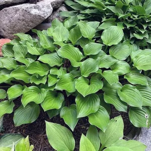 Hosta Crumb Cake Live Plant - 5.25