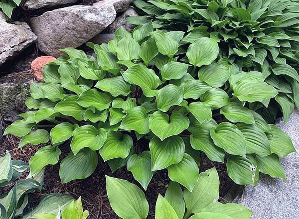 Hosta Crumb Cake Live Plant - 5.25" Pot - Well Rooted Perennial Shade Plant - Image 1