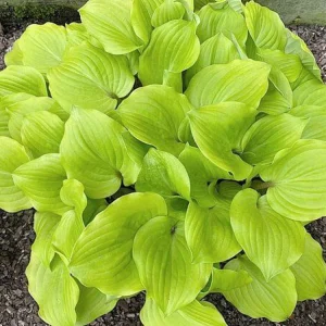 Hosta Crumb Cake Live Plant - 5.25