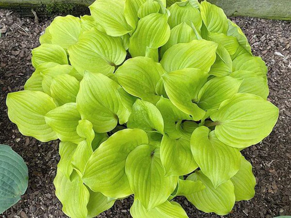 Hosta Crumb Cake Live Plant - 5.25" Pot - Well Rooted Perennial Shade Plant - Image 2