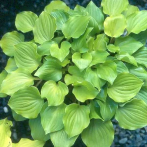 Hosta Crumb Cake Live Plant - 5.25