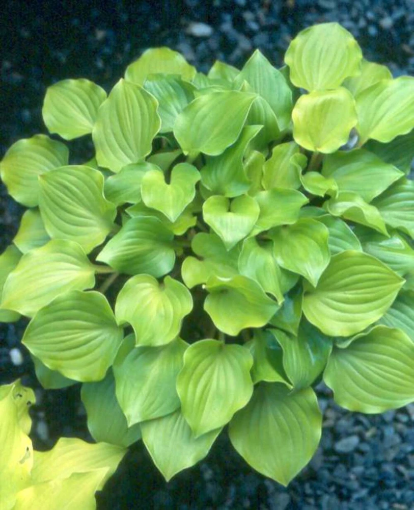 Hosta Crumb Cake Live Plant - 5.25" Pot - Well Rooted Perennial Shade Plant - Image 3