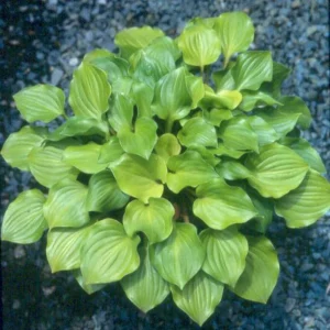 Hosta Crumb Cake Live Plant - 5.25
