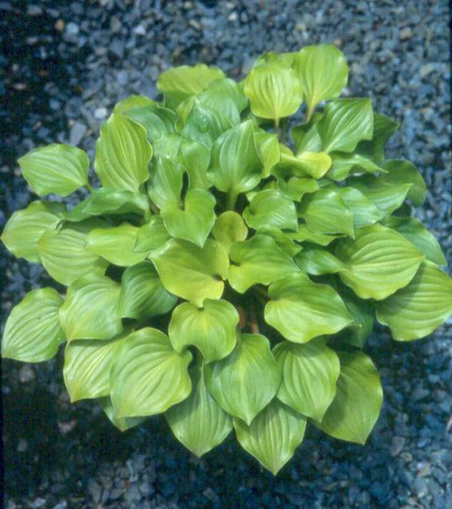 Hosta Crumb Cake Live Plant - 5.25" Pot - Well Rooted Perennial Shade Plant - Image 4