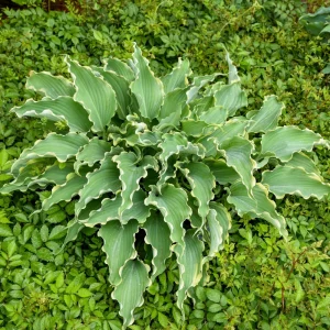 Hosta 'Dancing in the Moonlight' Live Plant – 5.25