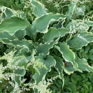 Hosta 'Dancing in the Moonlight' Live Plant – 5.25