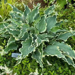 Hosta 'Dancing in the Moonlight' Live Plant – 5.25