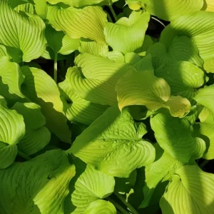 Hosta Dancing Queen Live Plant, 5.25" Pot, Perennial, Shade Loving - Image 2