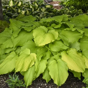 Hosta Dancing Queen Live Plant, 5.25